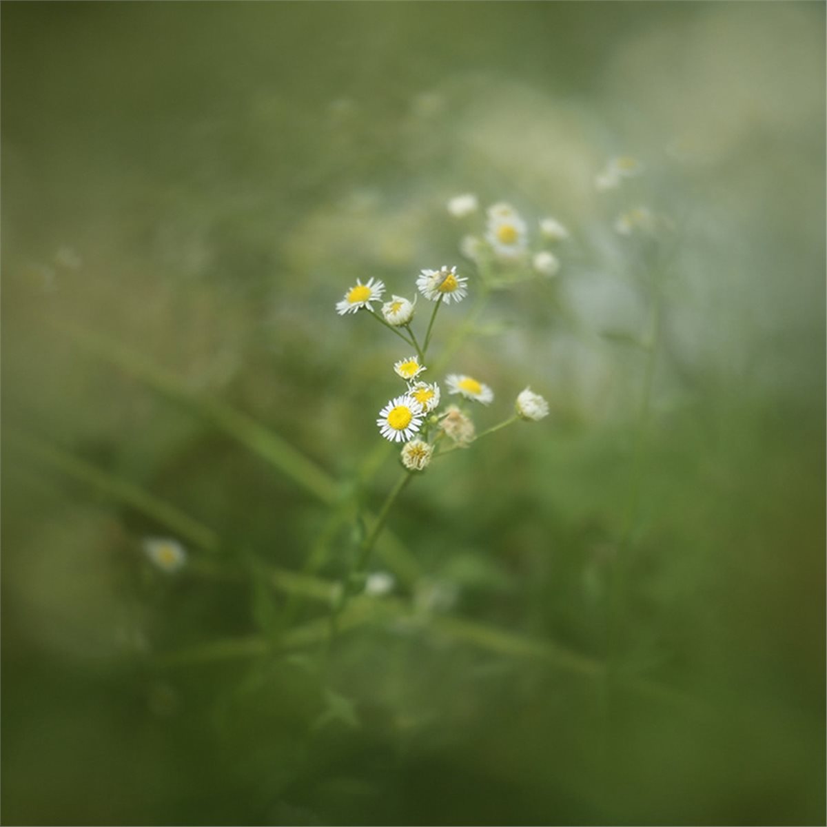 Filtre de flou de premier plan - Photography Close Up avis et prix