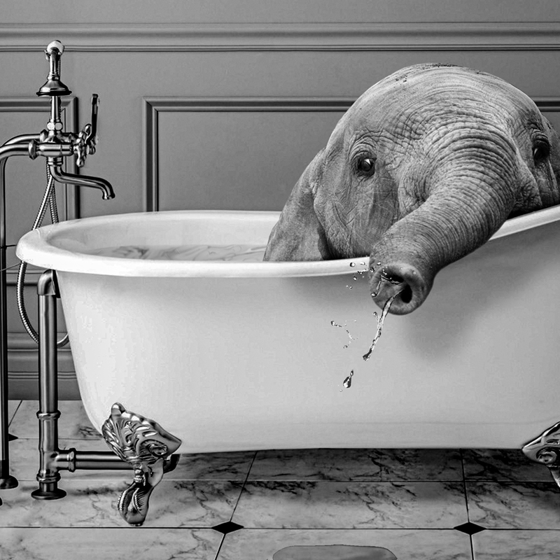 Animaux noir et blanc salle de - Photography Duck avis et prix